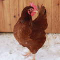 hen_with_frostbite_on_comb