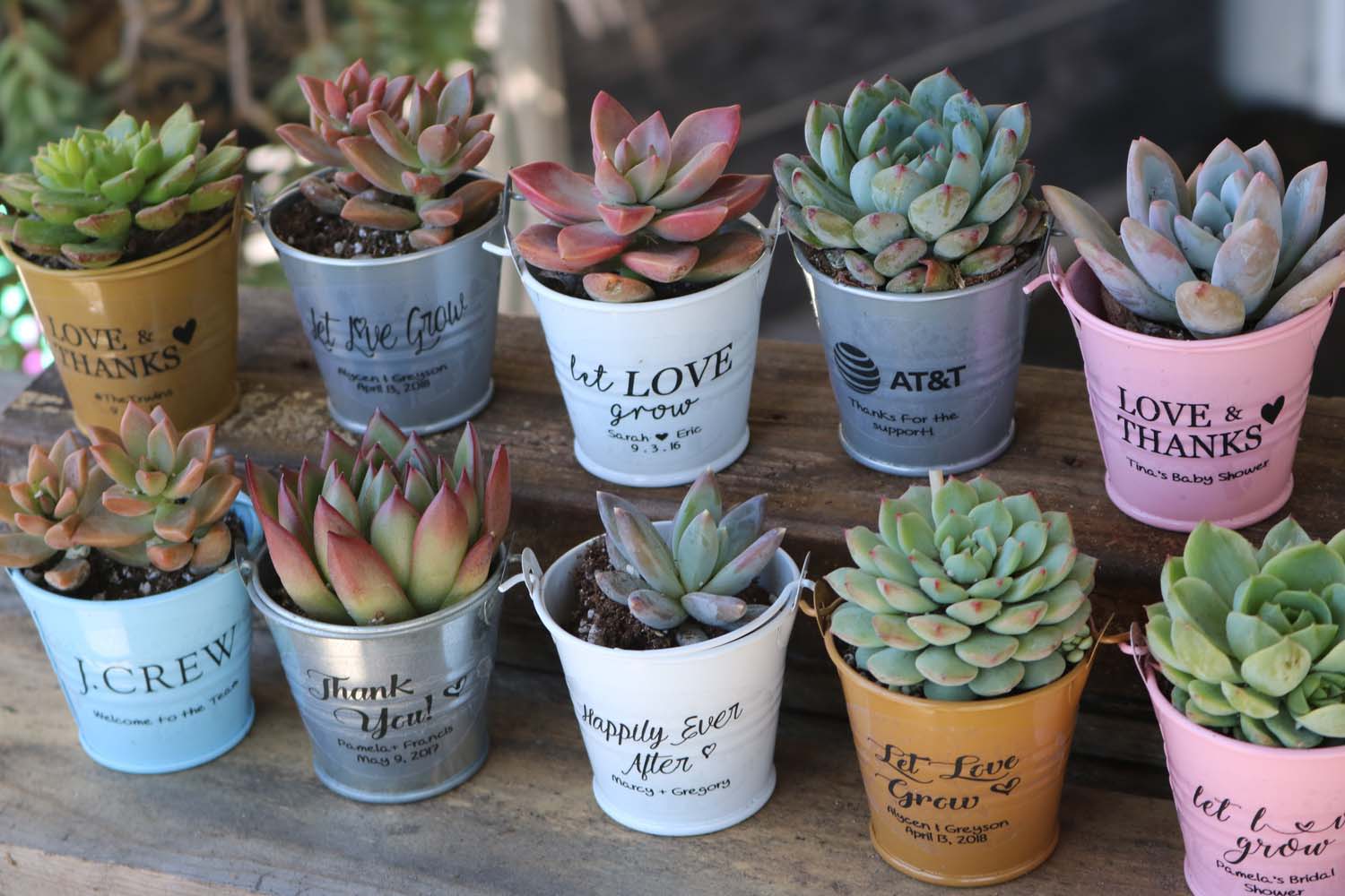 buy succulent favors