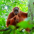 Orangutan in tree canopy