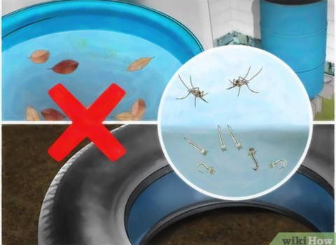 eliminate-mosquito