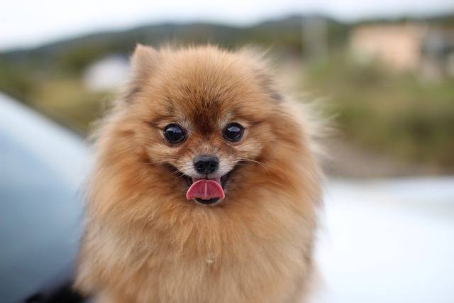 pomeranian mix with chihuahua