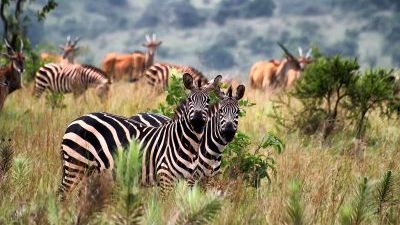 Akagera National Park Safari