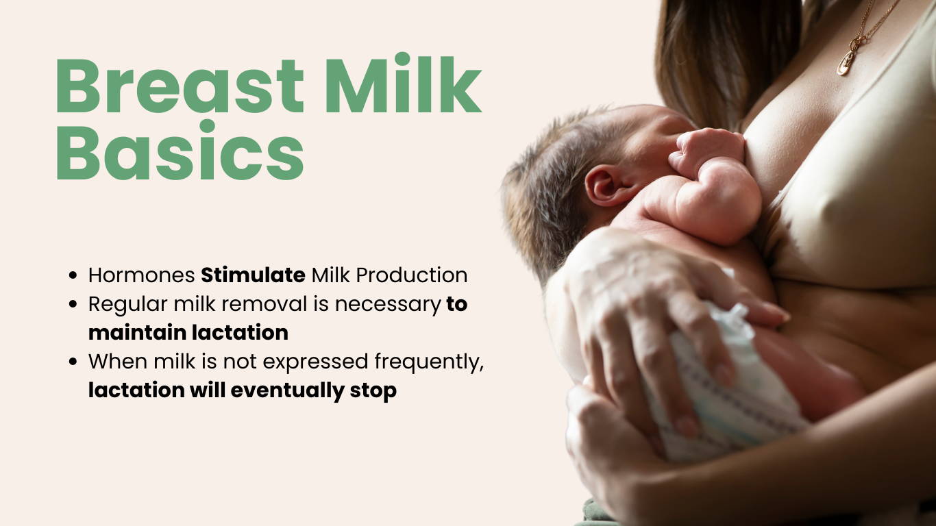 Breast Milk Basics | My Organic Company