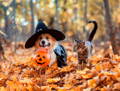 Dog and cat trick or treating walking in fall leaves