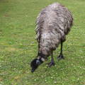emu_foraging_in_pasture
