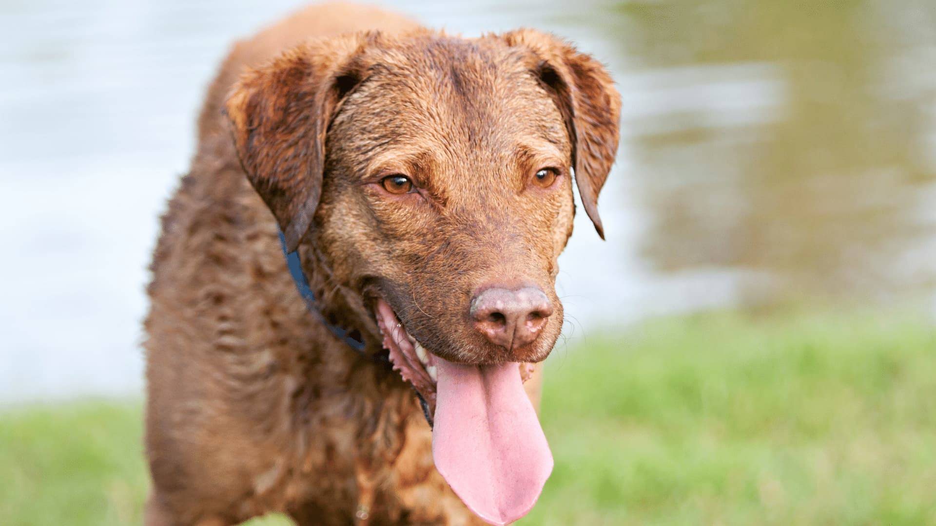Hund lässt sich Bauch kraulen
