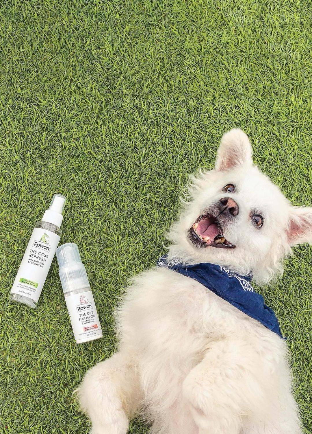 happy dog laying on grass