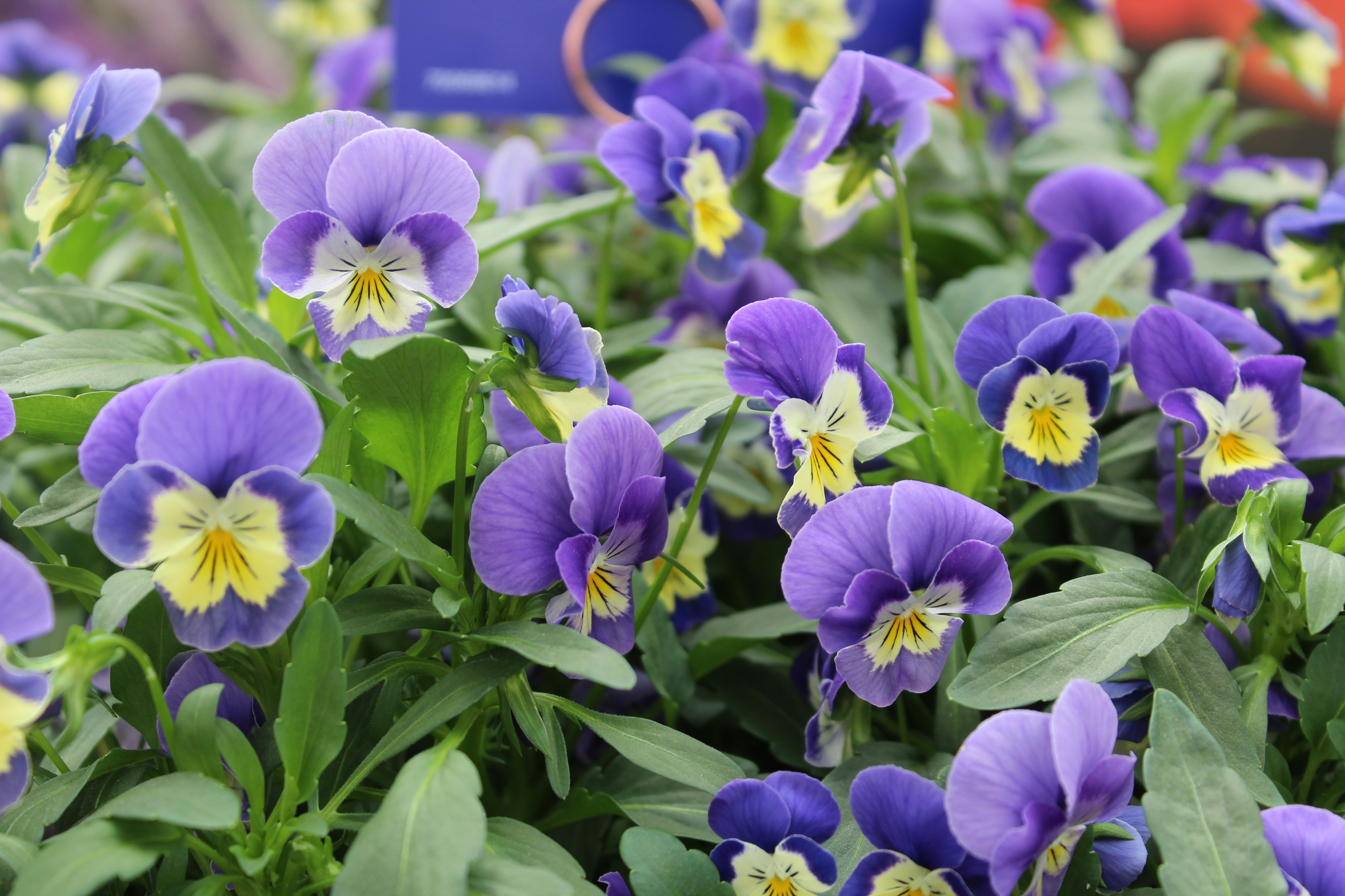 Purple and yellow pansy flowers up close