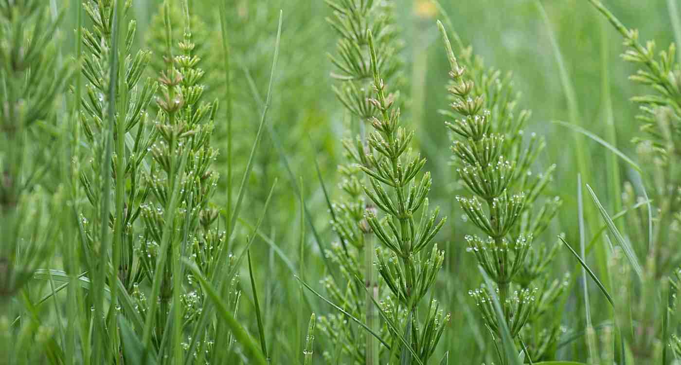 horsetail-plant-benefits-silica-supplements