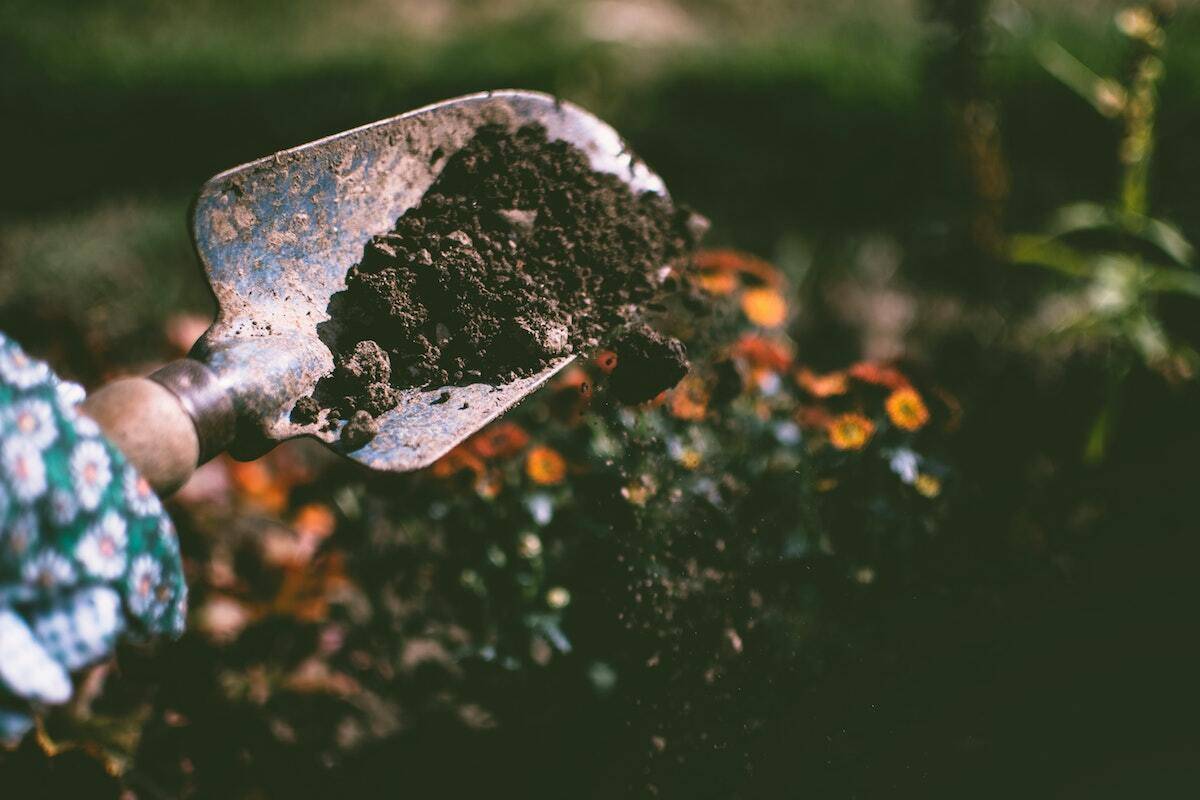 Spade lifting soil demonstrating the importance soil quality has on the flavour of wine.