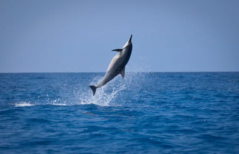 Arrábida Natural Park Dolphin Watching Boat Tour with Transfer