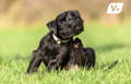 Blog dog itching behind his ear in a grassy field