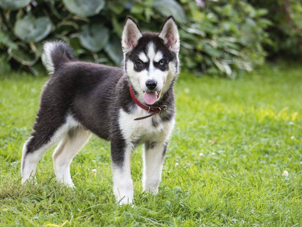 husky mix chihuahua