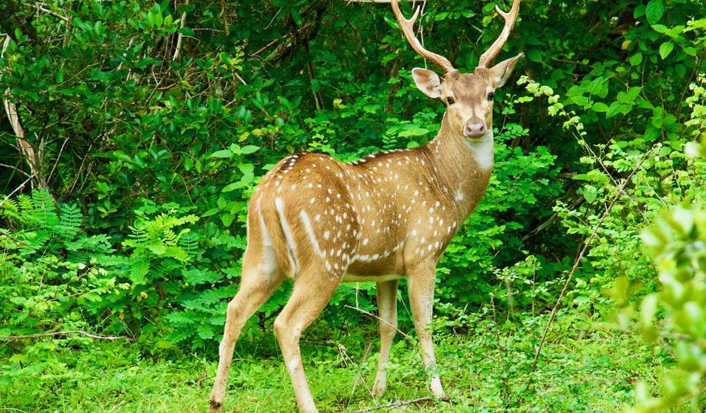 Nature and Wildlife of Uttarakhand