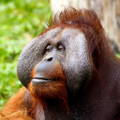 Close up of an orangutan face