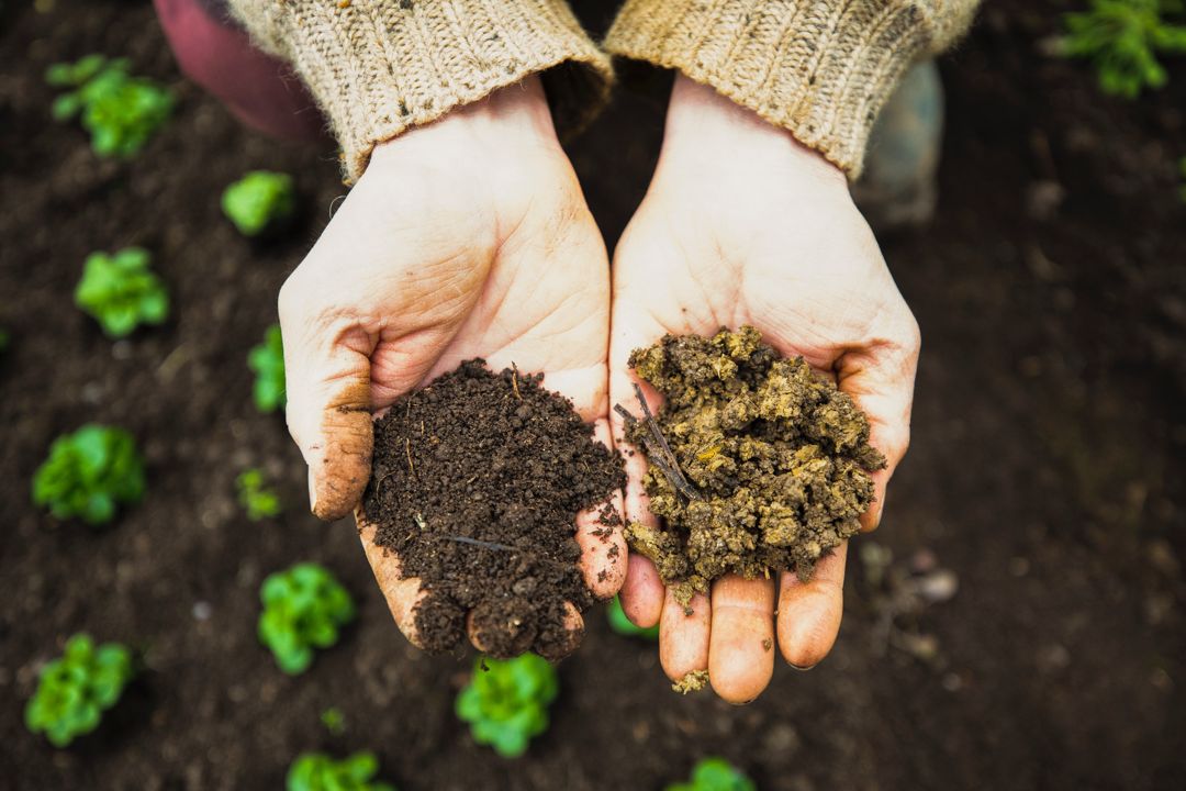 Hands holding dark soil and compost