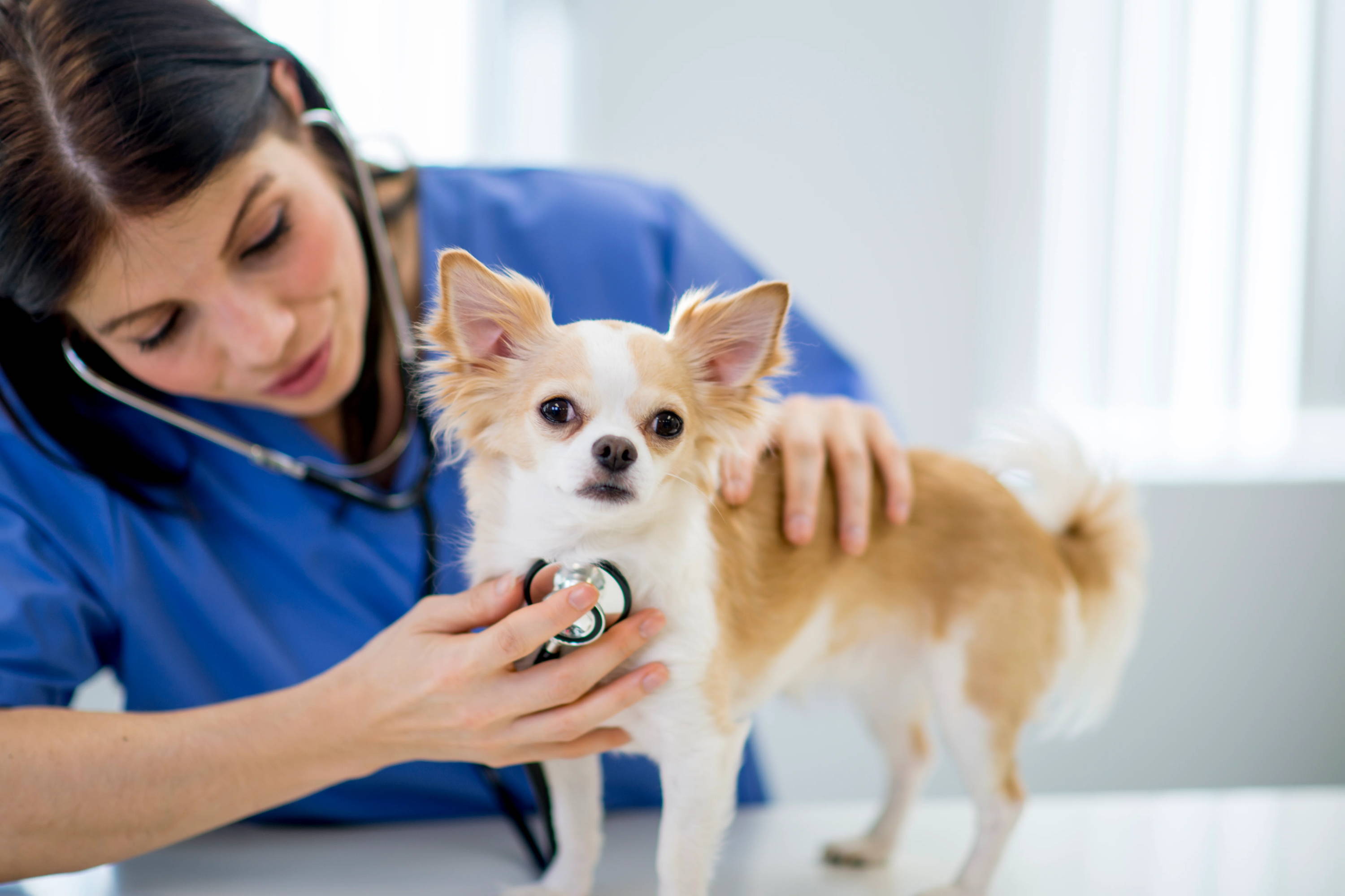 prevent heart disease in chihuahuas