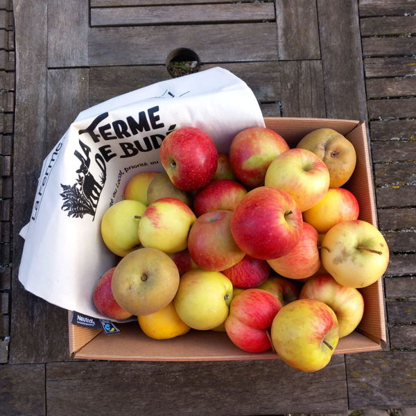 carton-de-pommes-bio-5kg
