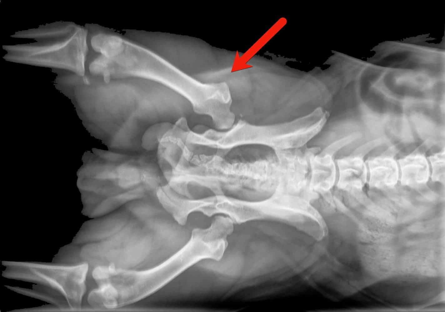 french bulldog hip dysplasia test