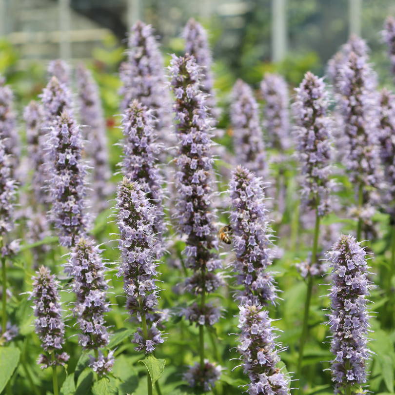 Multiple spiky stalks of light purple hummingbird mint flowers, with a bee visible
