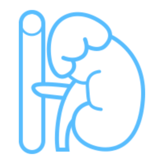 Neon blue outline of a kidney with a ureter and a vertical structure on the left, stylized medical diagram.
