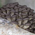 Blue Oyster Mushrooms fruiting from Block