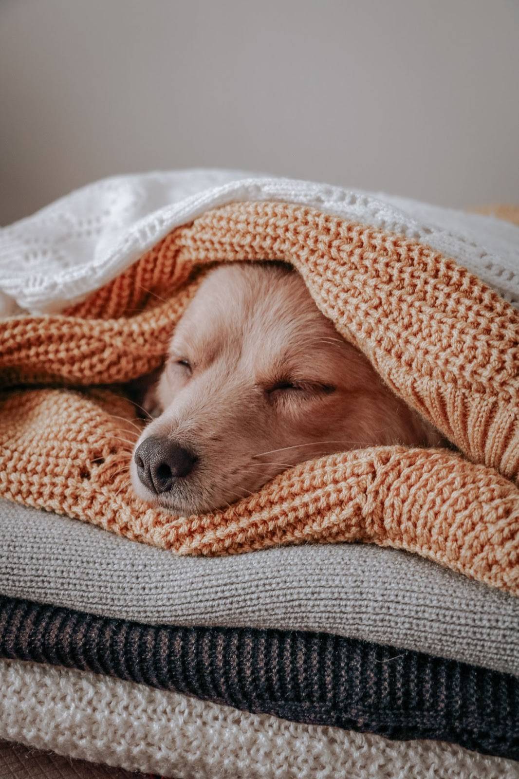 Dog in a pile of blankets - Photo by Sdf Rf on Unsplash