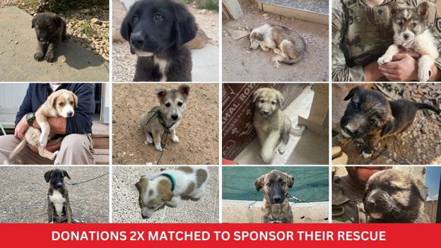 Help Us Save 12 Rescued Dogs and Reunite Them with Their Military Heroes