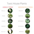 Toxic House Plants | My Organic Company