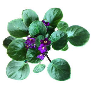 African Violet Fertilizer Care