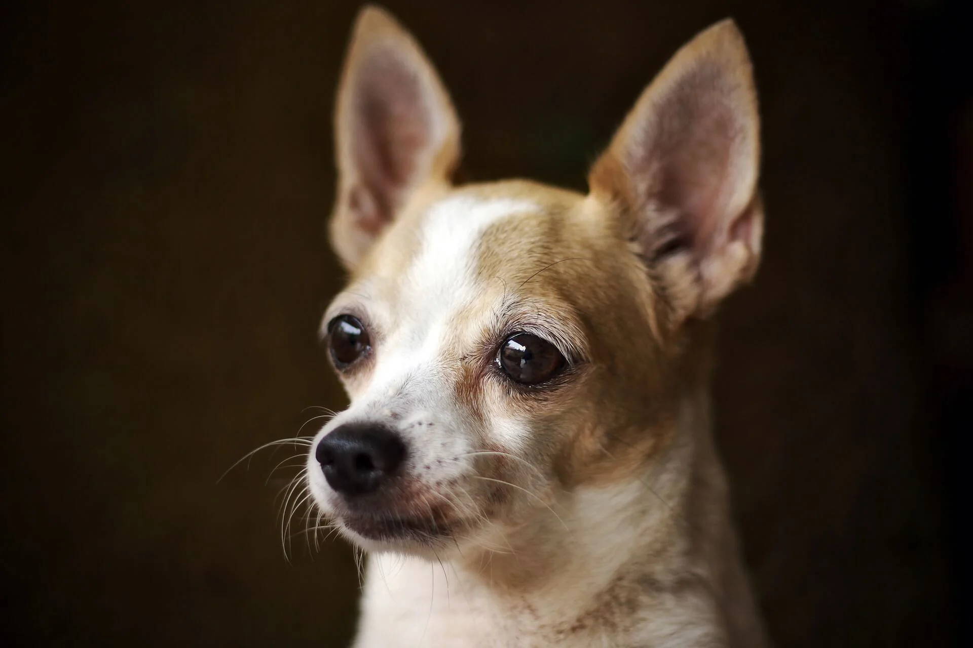 deer headed chihuahua
