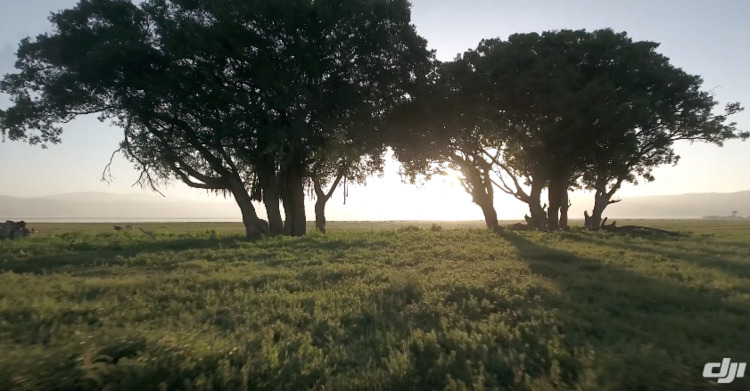 Drones are increasingly being used to help researchers protect the environment