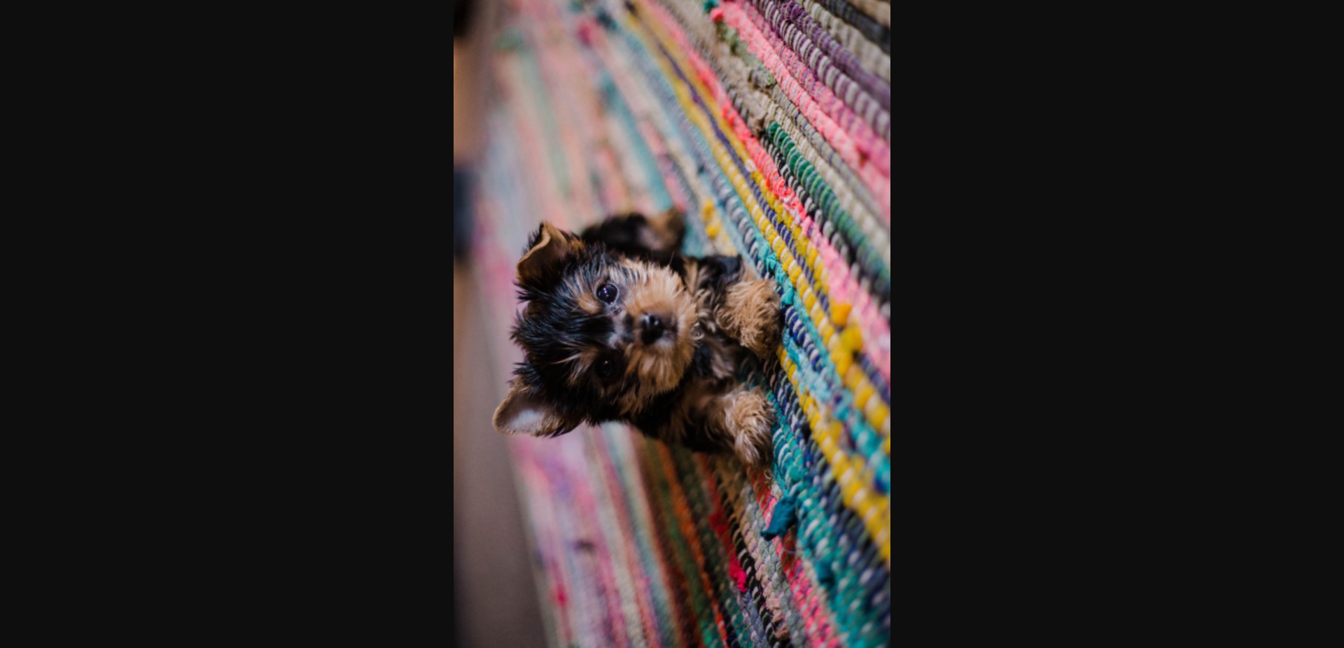 image of a puppy rotated 90 degrees