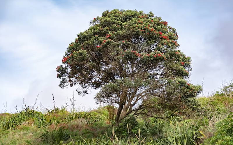 Serenoa Repens Tree