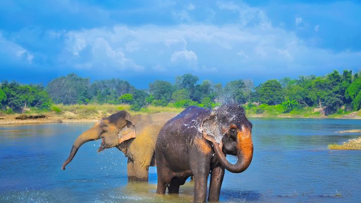 Chitwan National Park offers a variety of safari options, including elephant safaris, jeep safaris, boat safaris, and walking safaris