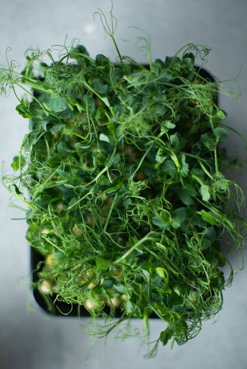 Microgreens are easy to grow at home because they can be grown year round with no special equipment. 