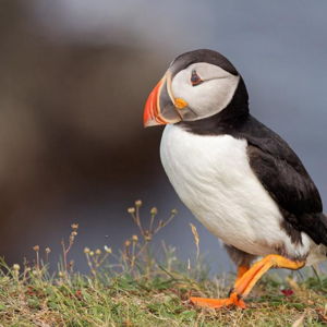Honeymoon Trip to Iceland