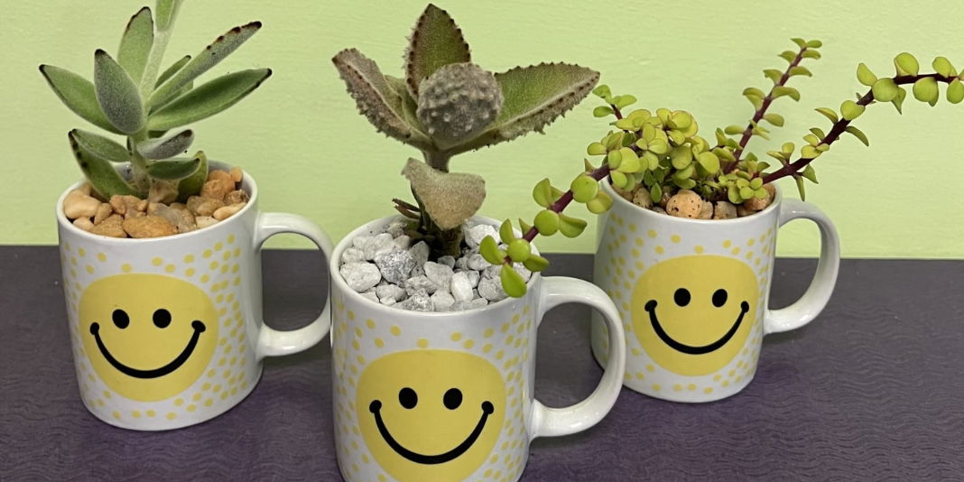 Earth Day Succulent Mugs with Nodest Plants promotional image