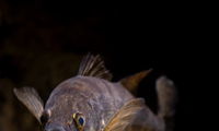Walleye