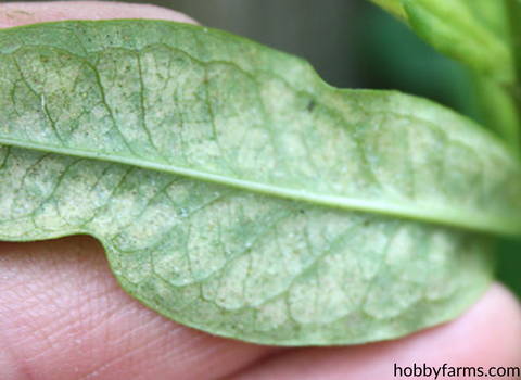 underside_of_a_plant_leaf_with_spider_mite_infestation