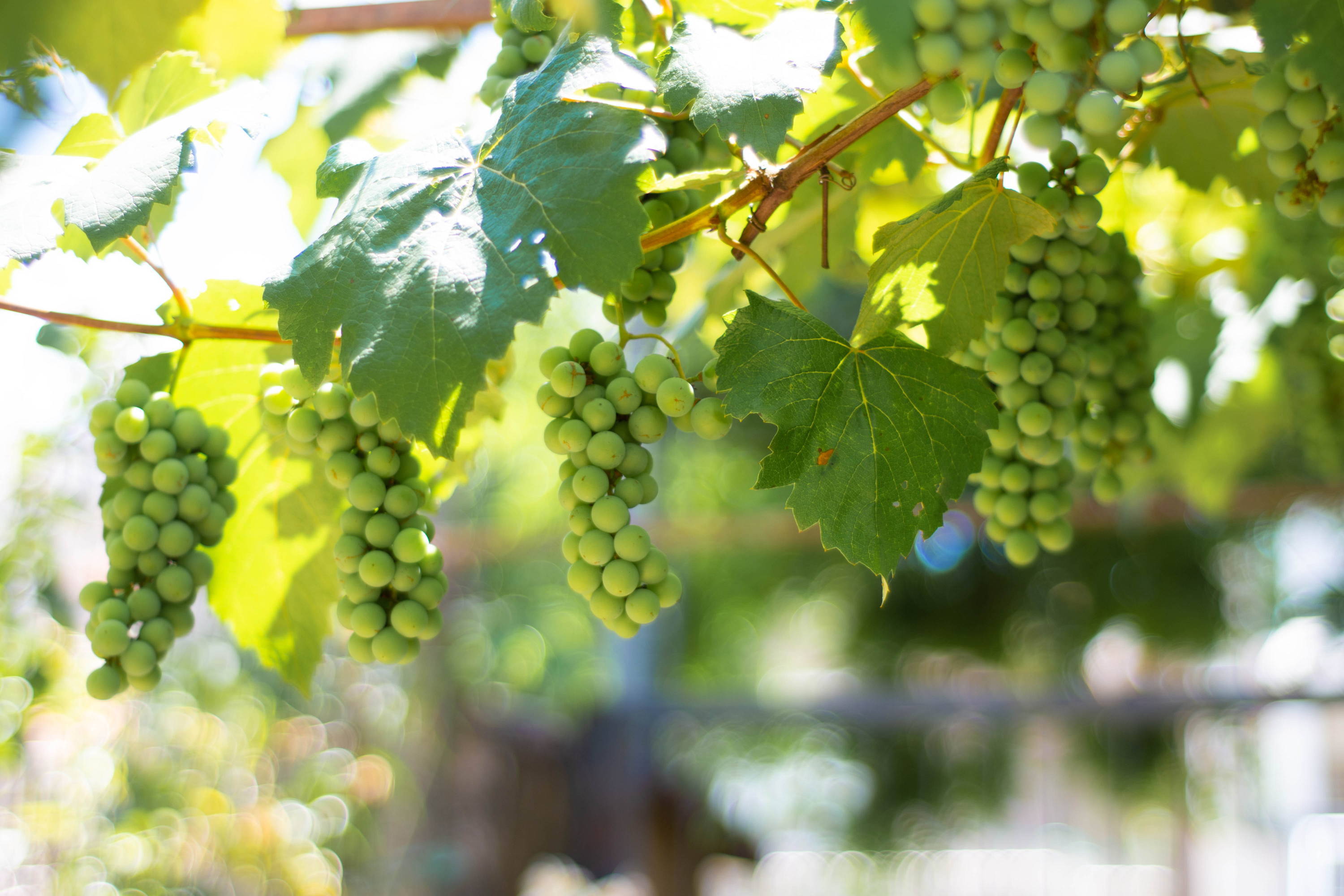 White grape vine showing Riesling's thick bark and preference to cooler temperatures. 