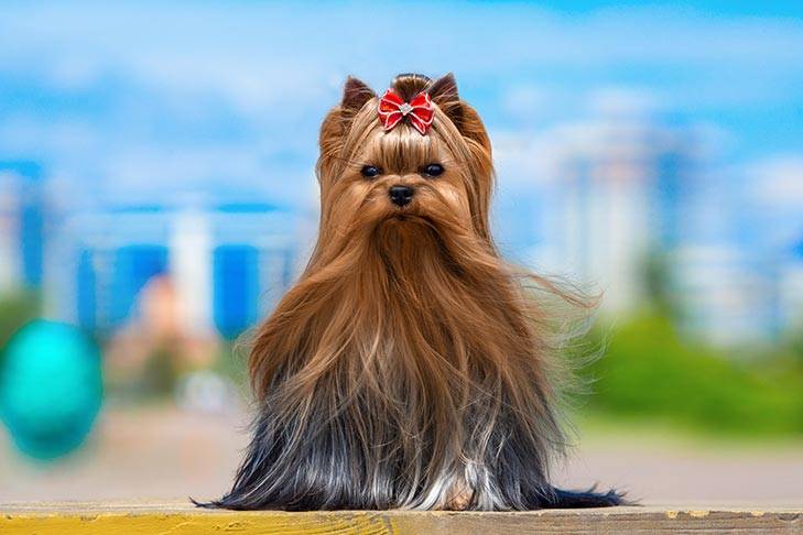 smallest dog breed in the world