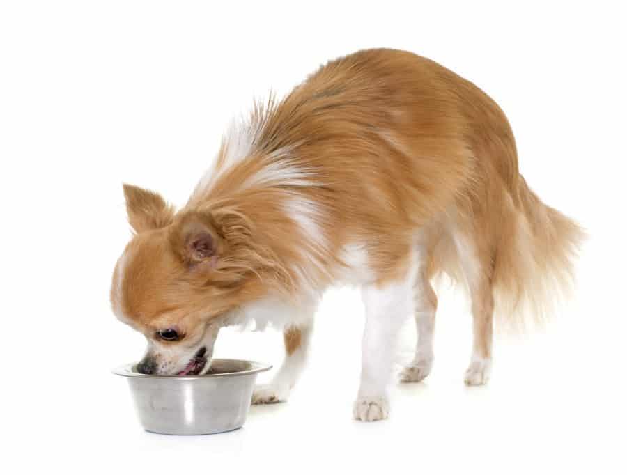 chihuahua feeding guide