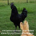 ayam-cemani-rooster-adult-gypsy-shoals-farm