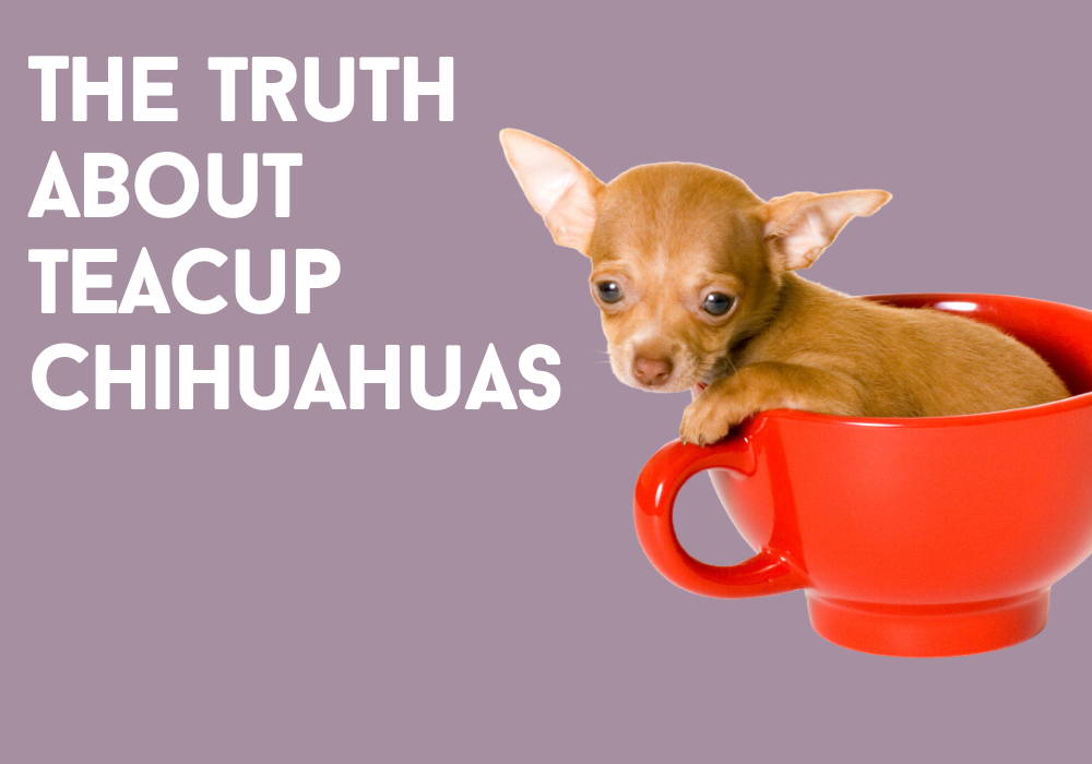 III. Debunking Teacup Chihuahua Myth #1: Fragility
