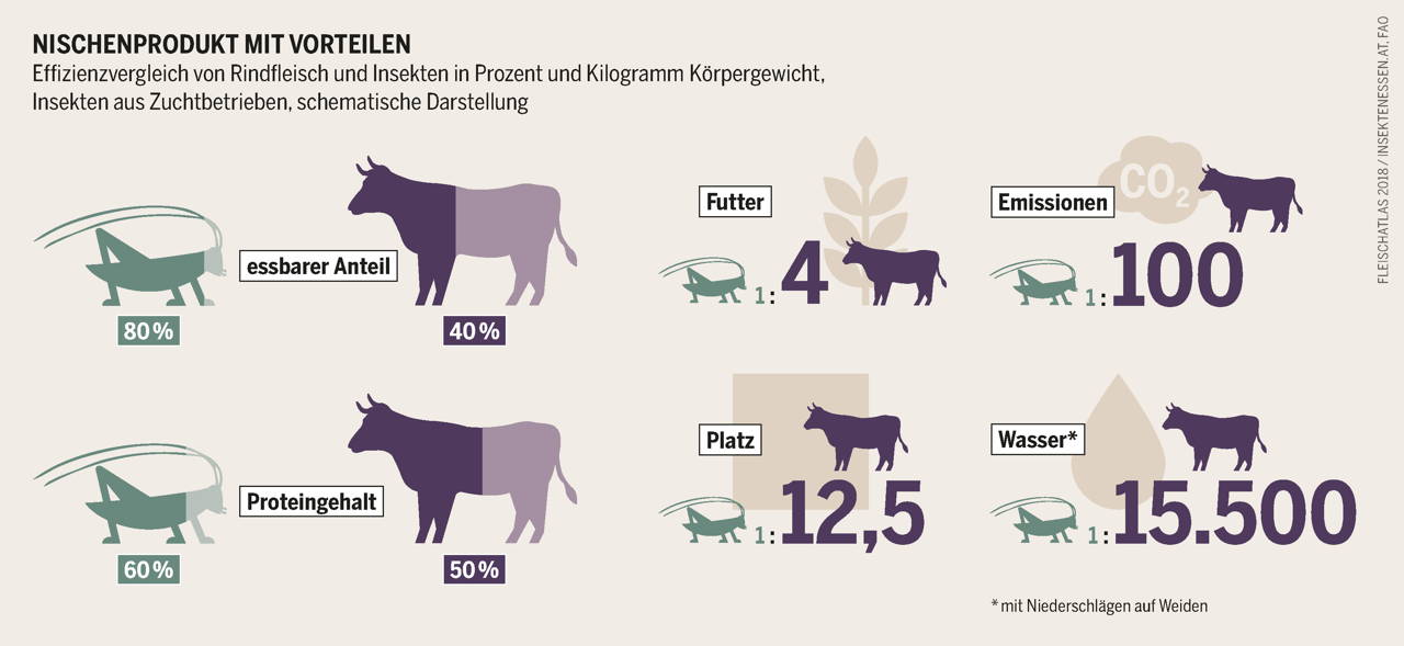 Comparaison de l'efficacité nutritionnelle de la viande bovine et des insectes – schéma