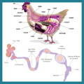 poultry-reproductive-system-diagram-chicken-hen