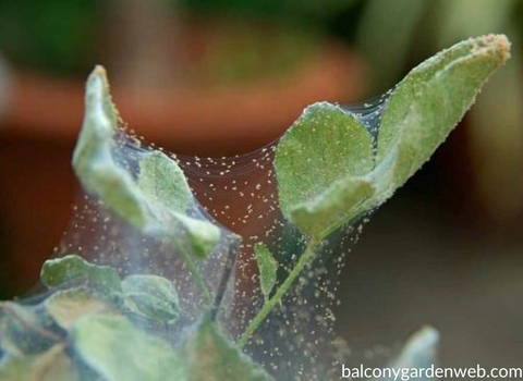 getting_rid_of_spider_mite_problem_on_plant