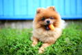 Small Pomeranian dog eating a carrot to clean the teeth