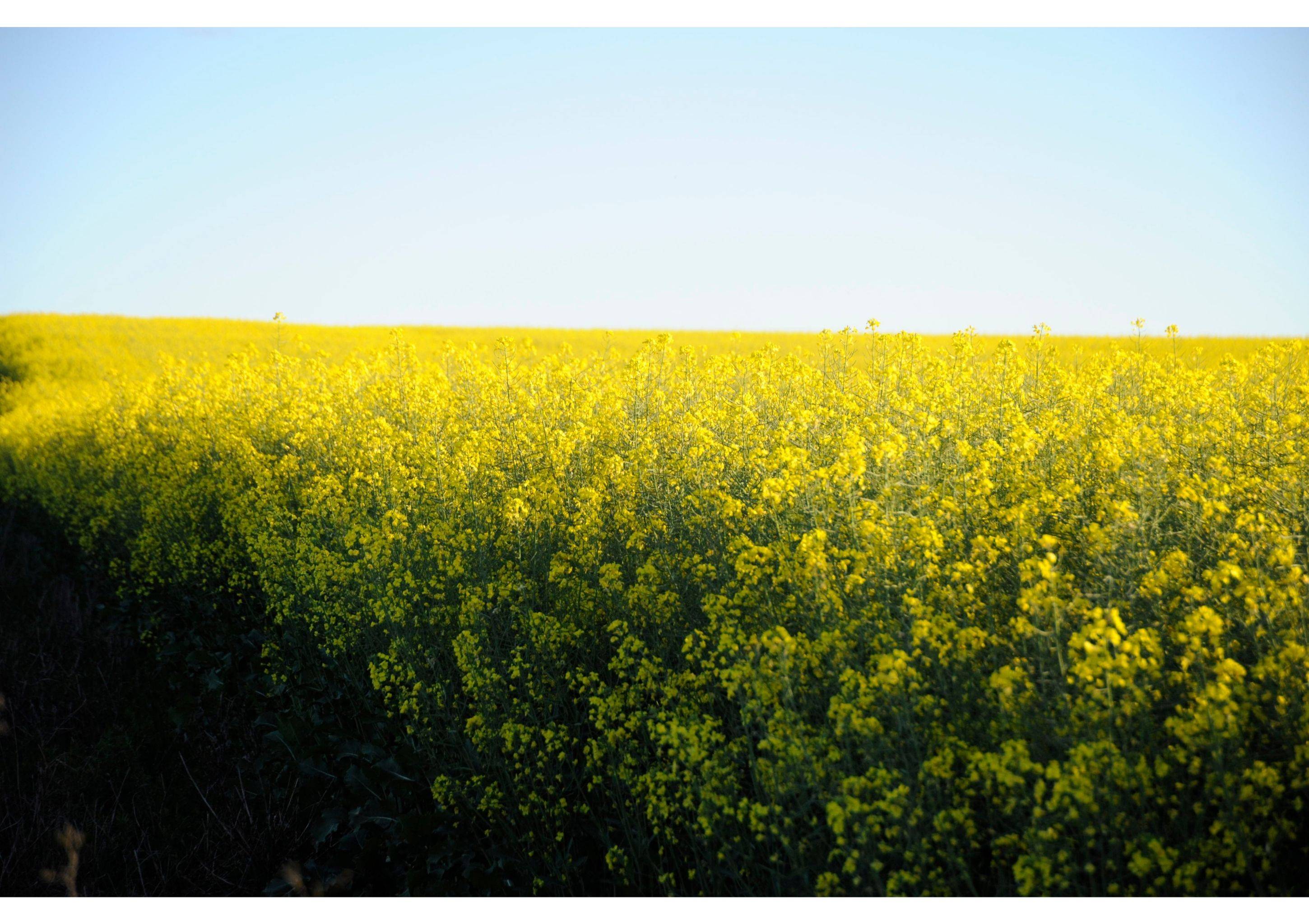 Canola Fields 2